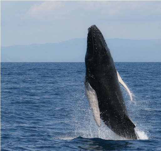 Humback-whale (5)