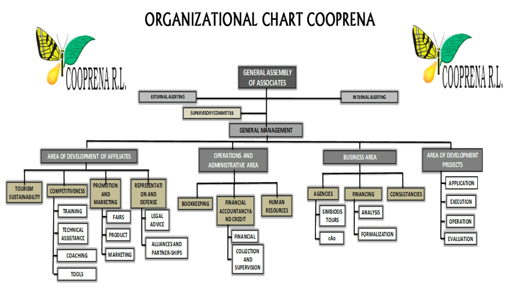 organizacional chart